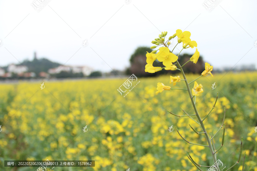 油菜花田园田野乡村风光小清新