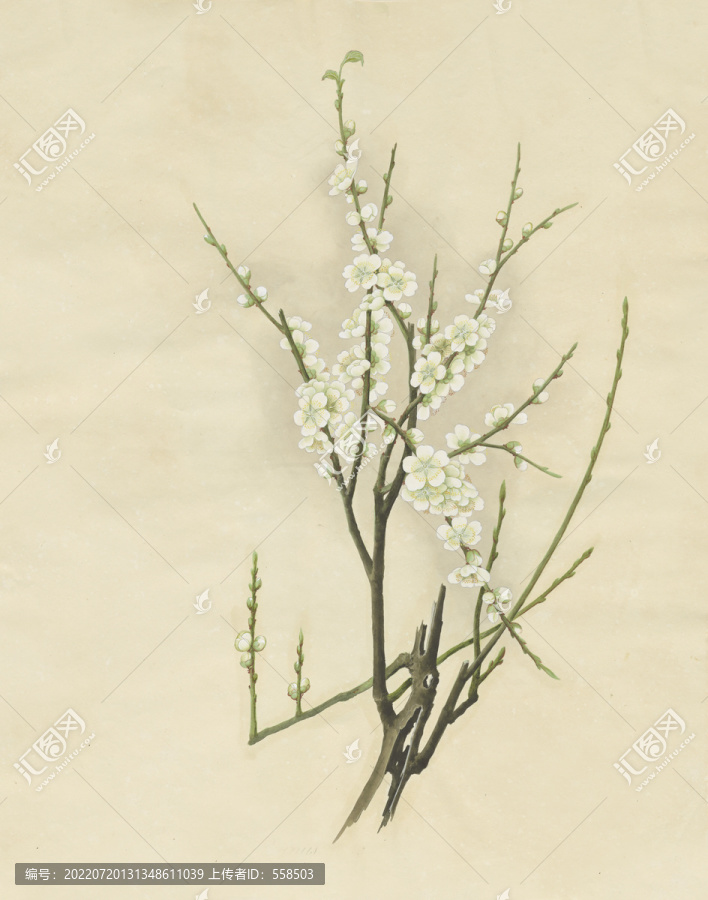 白梅花水彩花卉國畫裝飾畫
