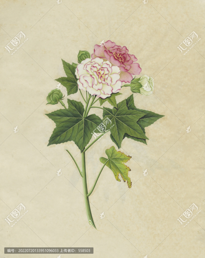 芙蓉花水彩花卉國畫裝飾畫
