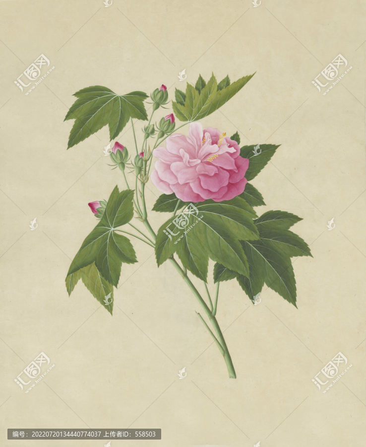 红芙蓉花水彩花卉国画装饰画