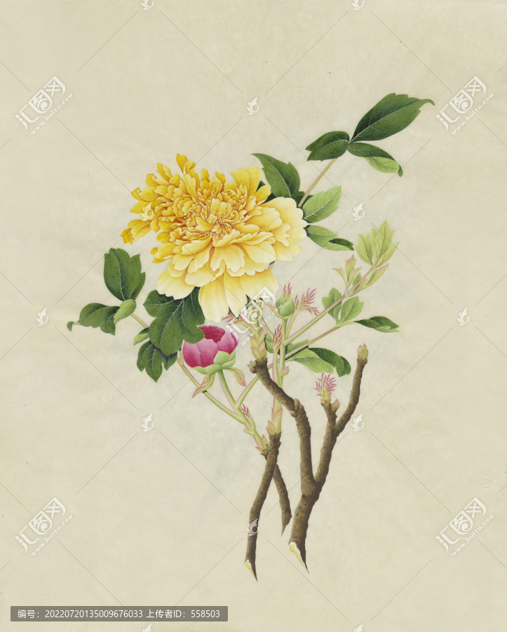 黄牡丹花水彩花卉国画装饰画