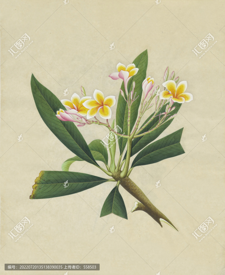 雞蛋花水彩花卉國(guó)畫裝飾畫