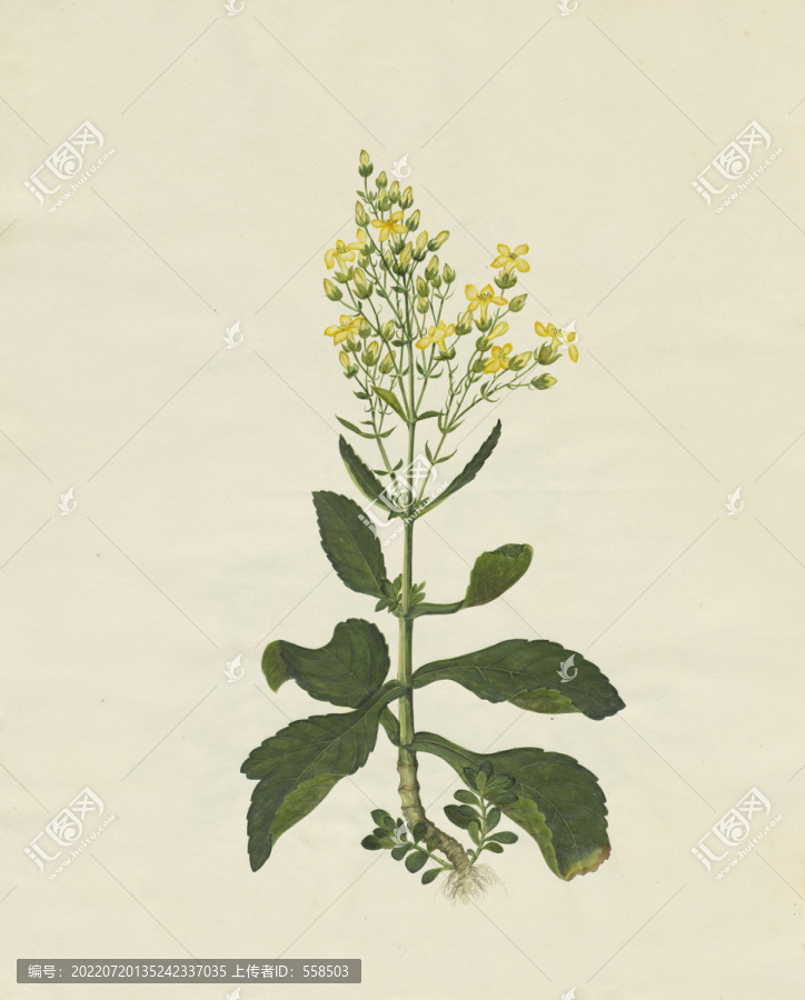雞眼花水彩花卉國(guó)畫裝飾畫