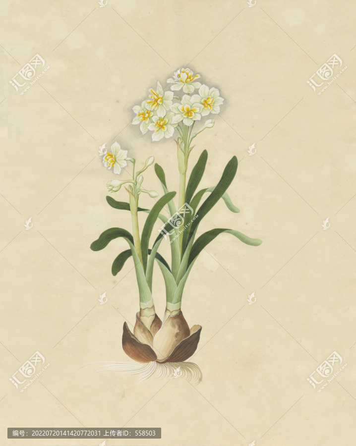 水仙花水彩花卉國(guó)畫裝飾畫
