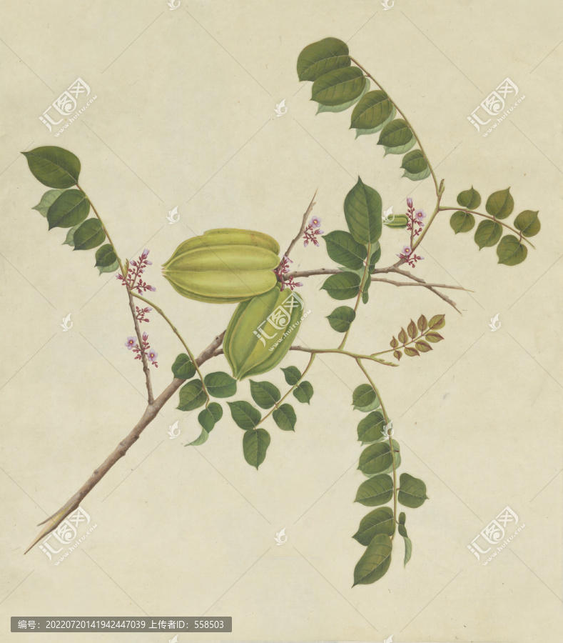 楊桃水彩花卉國畫裝飾畫