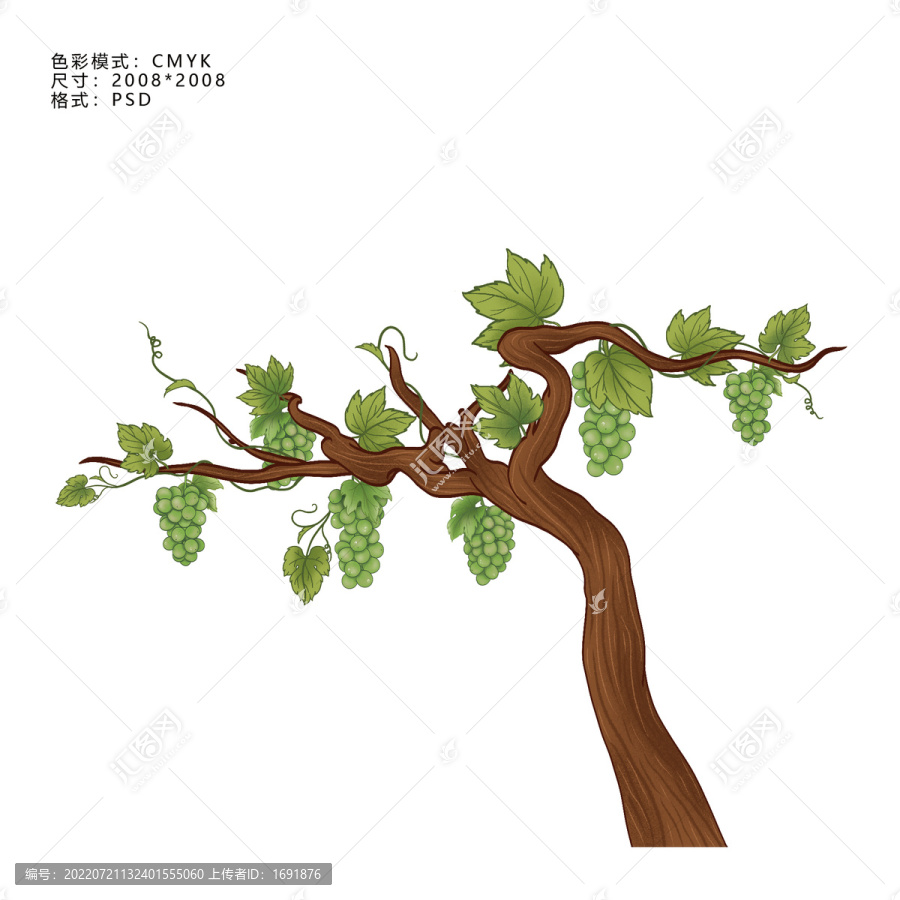 葡萄插畫