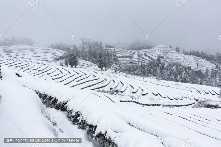 四川省永兴茶场冬季茶山风光