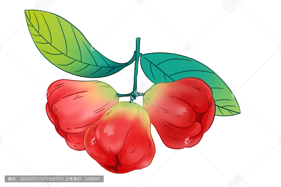 蓮霧插畫
