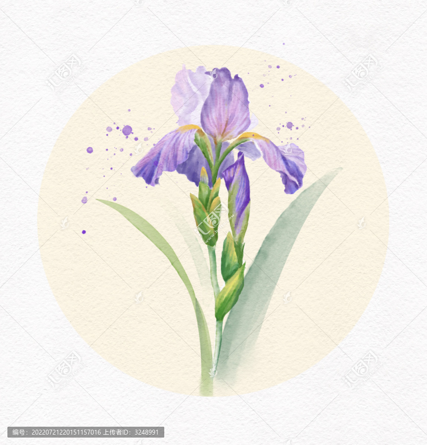 水彩鳶尾花插畫