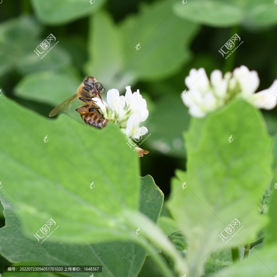 一只蜜蜂与三叶草花