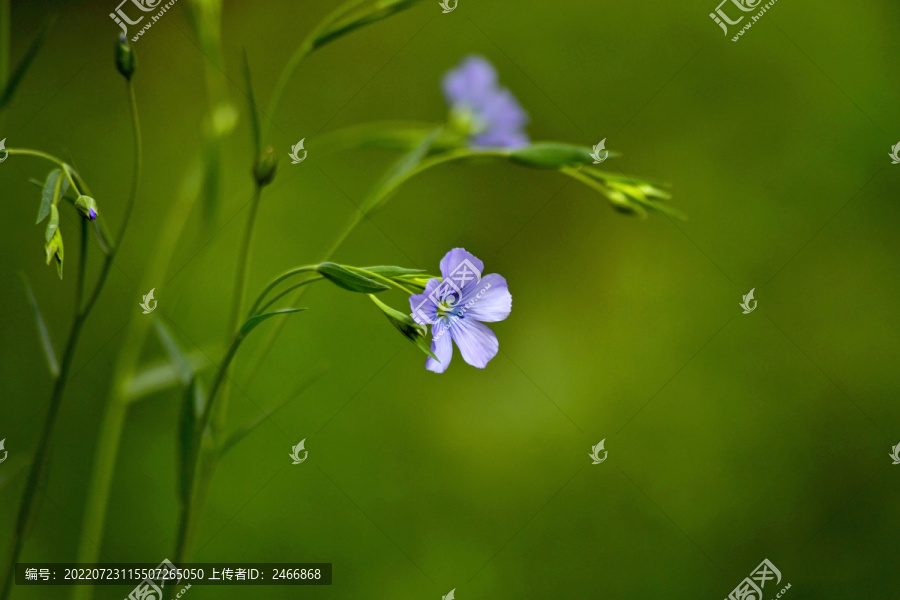 亚麻花