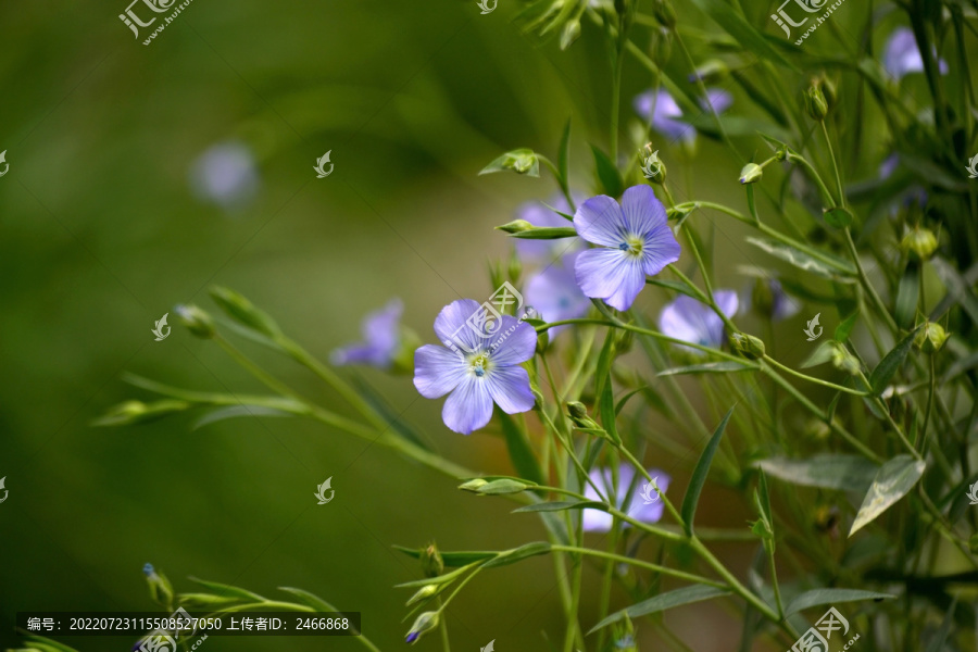 亚麻花