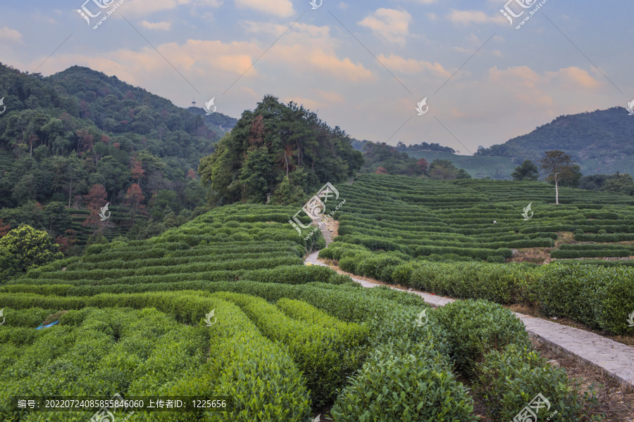 龙井茶园