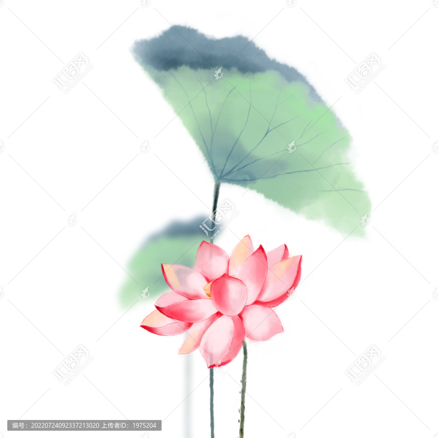 荷花元素