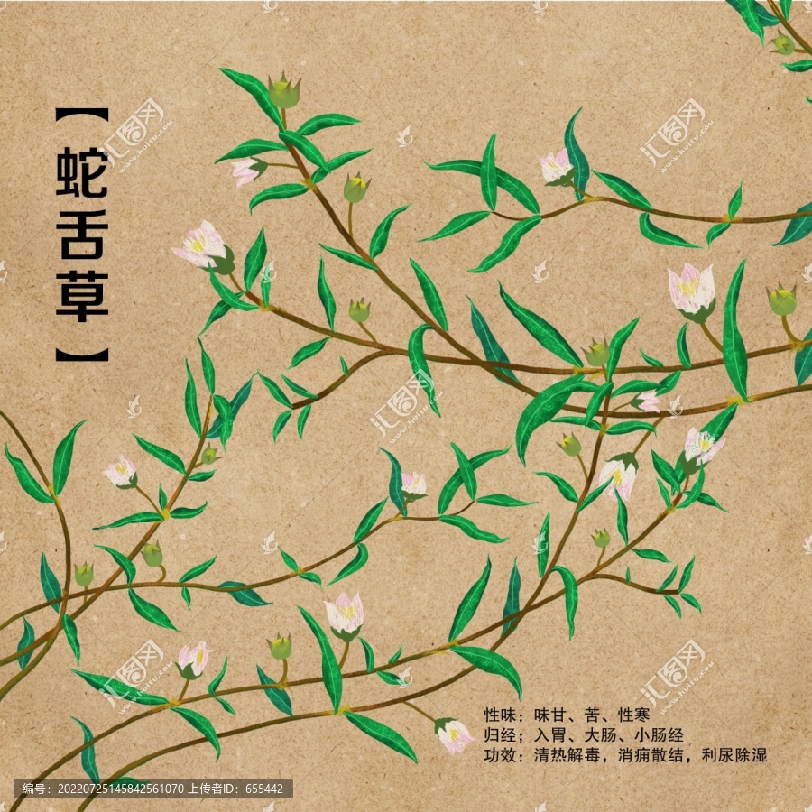 原創(chuàng)手繪中藥蛇舌草羊須草蛇總