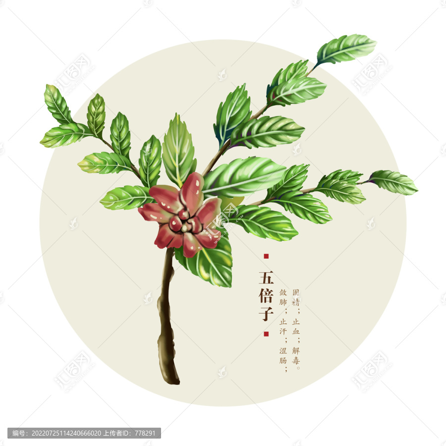 五倍子