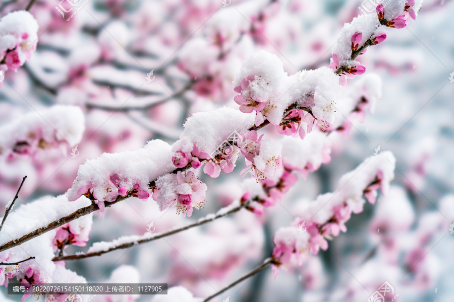 颐和园雪后桃花