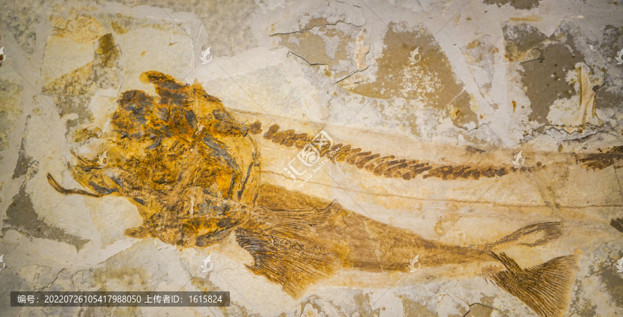 鱼化石古生物化石远古鱼类化石
