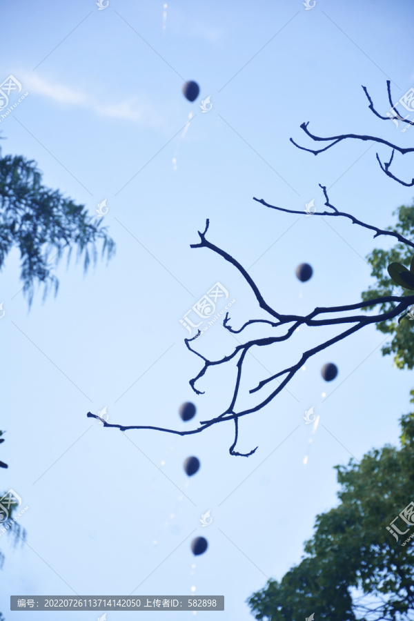 天空树枝气球