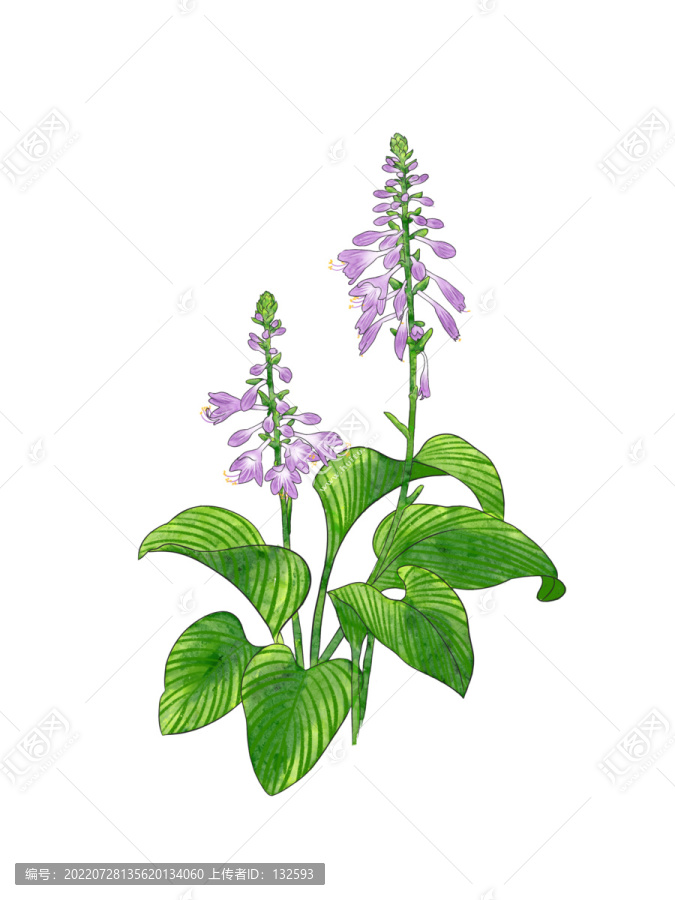玉簪花