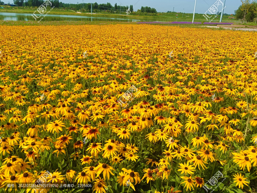 金光菊花海