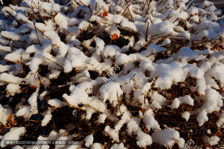 春雪阳光树冠