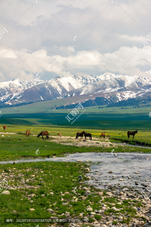 新疆伊犁那拉提大草原的马儿
