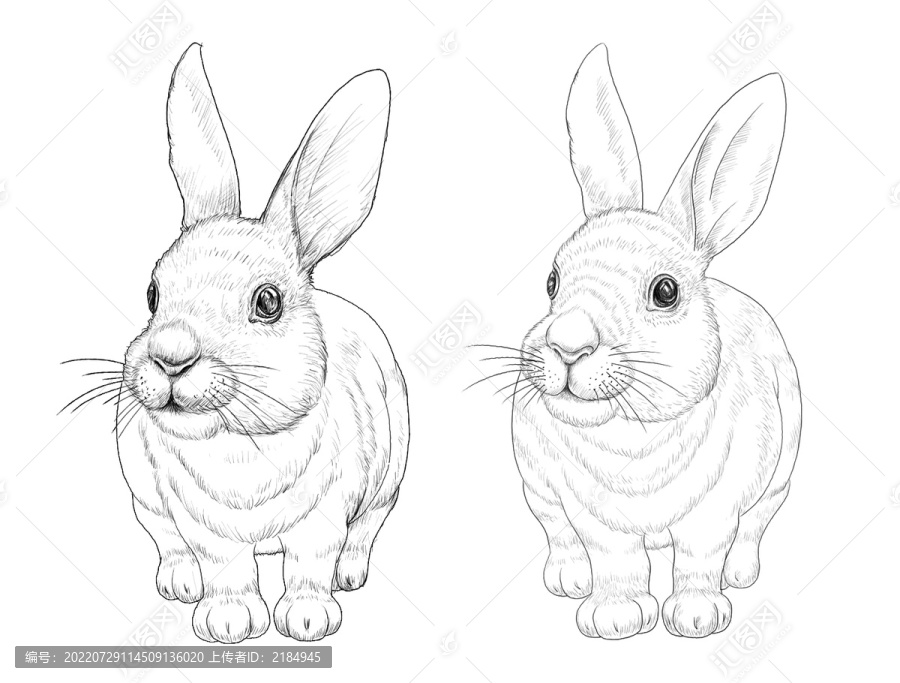 兔子白描