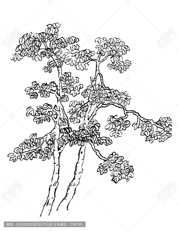 手繪國畫植物樹木梧桐王維