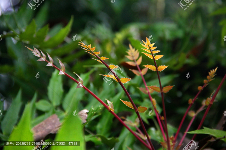 南方植物绿叶