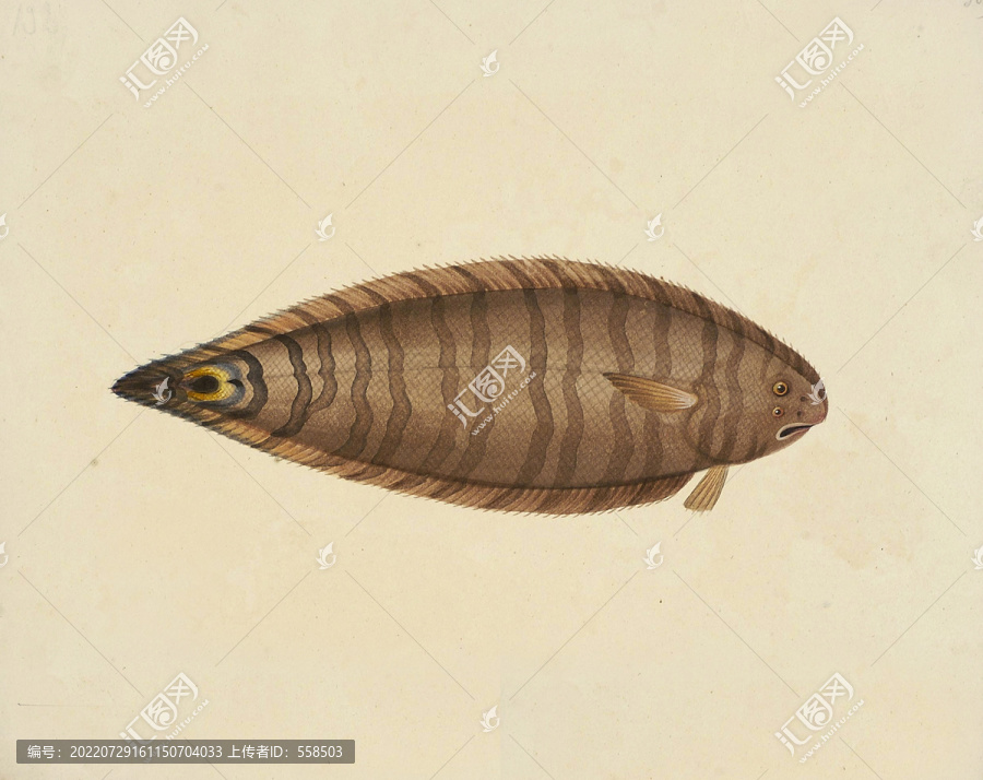 比目魚海洋生物素材
