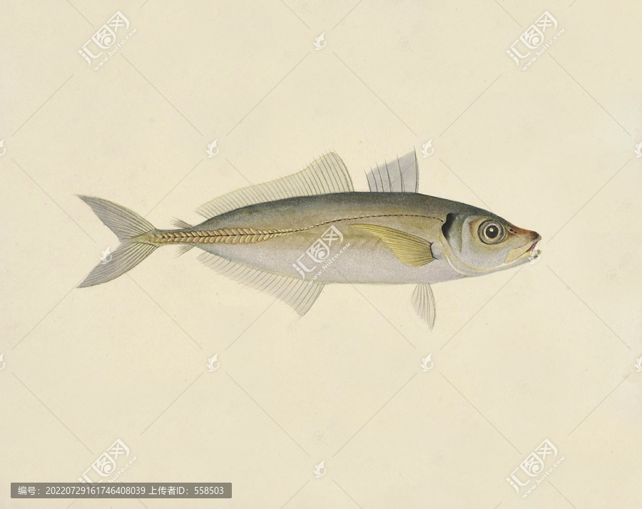 慈魚海洋生物素材