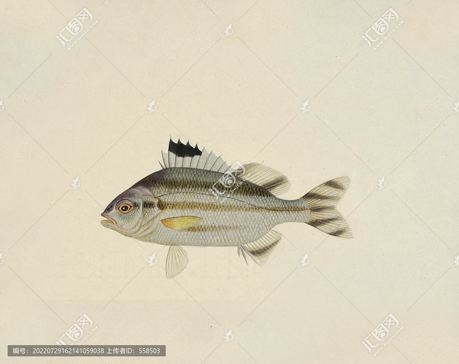 釘雞魚海洋生物素材
