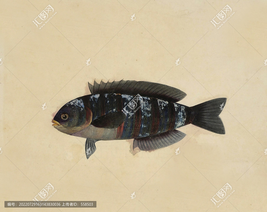 海廣被魚海洋生物素材