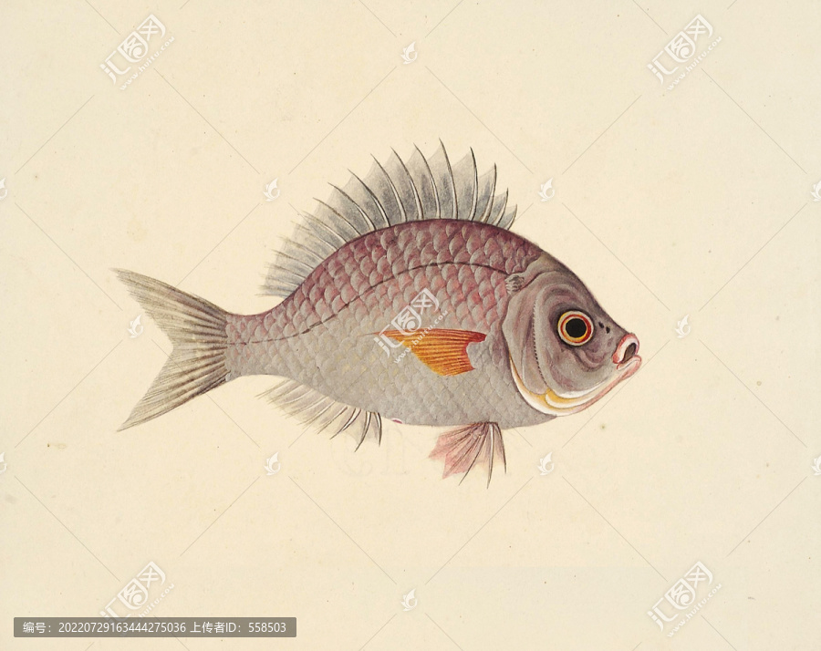 海鲗魚海洋生物素材