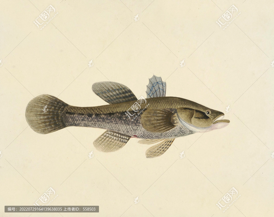 黑鬼稔魚海洋生物素材