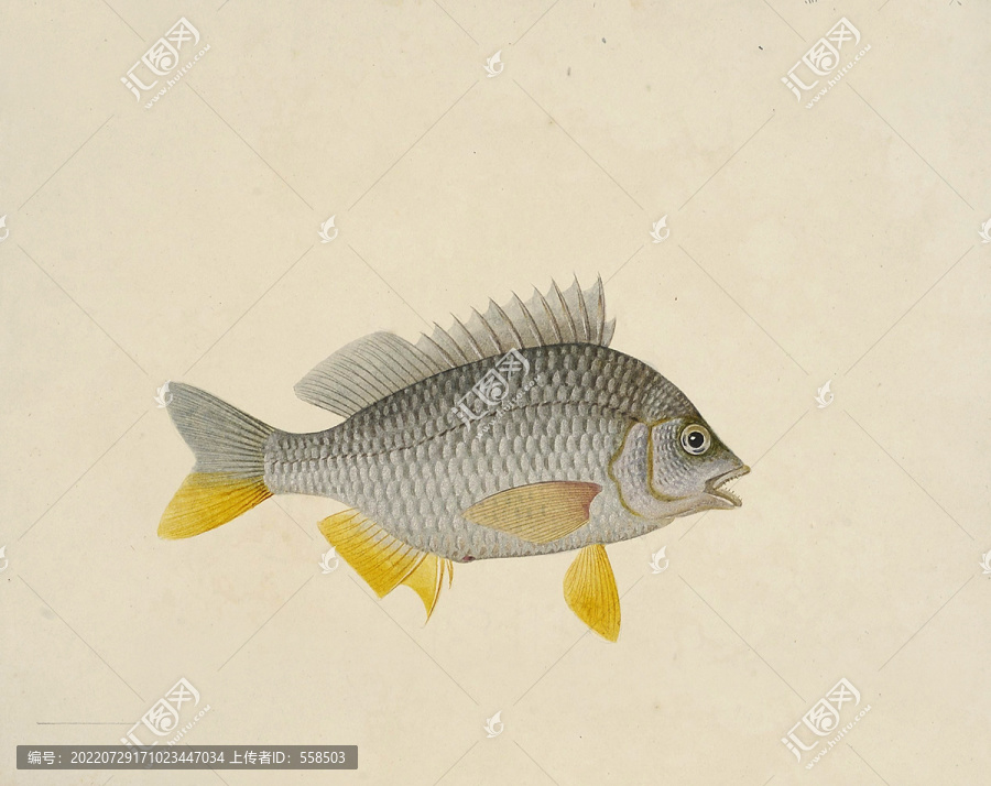 黄翼鲈鱼海洋生物素材