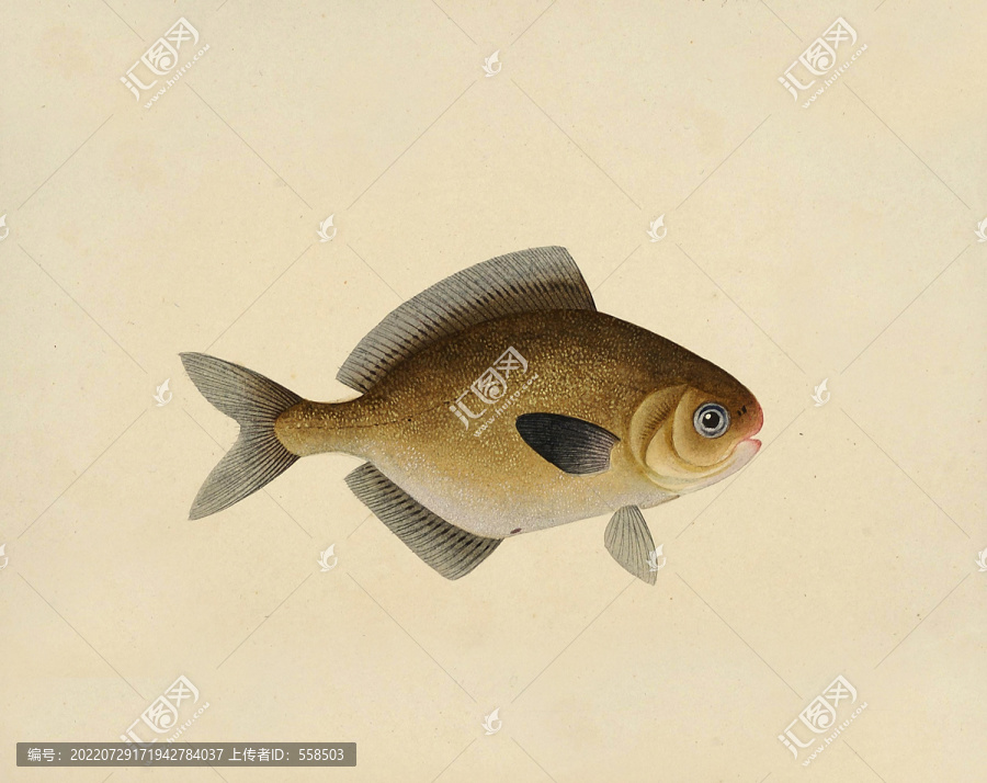 金鯧魚海洋生物素材