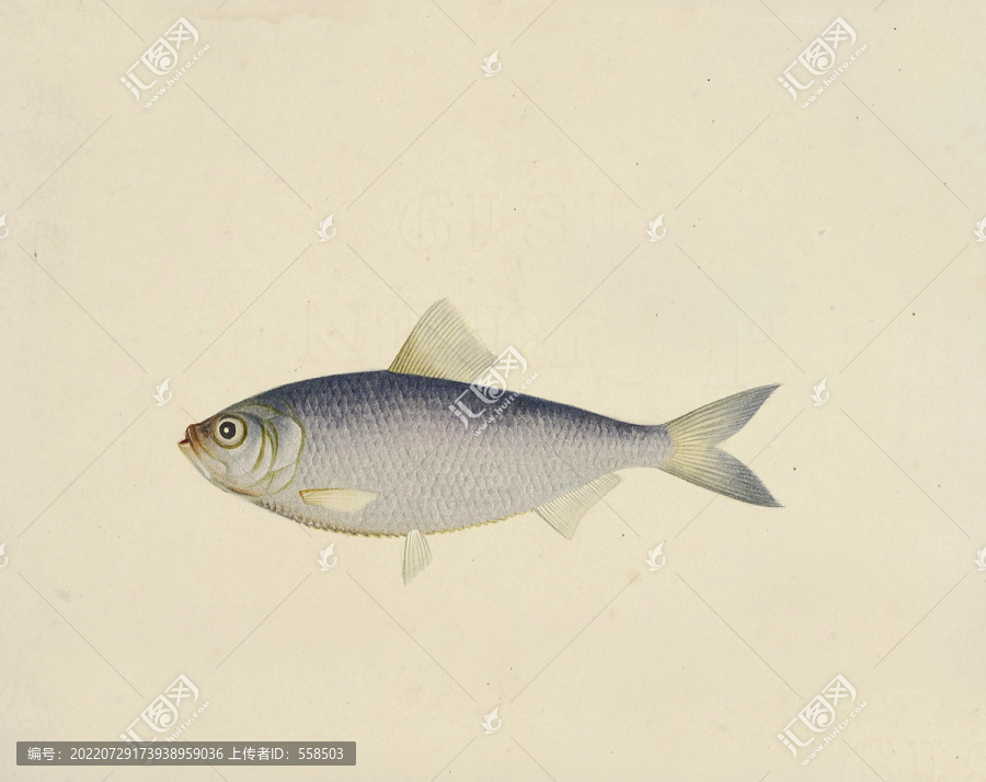 青鱗魚海洋生物素材