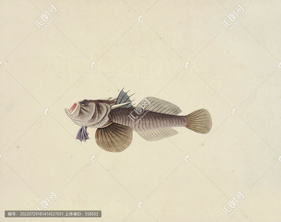 振麻魚海洋生物素材