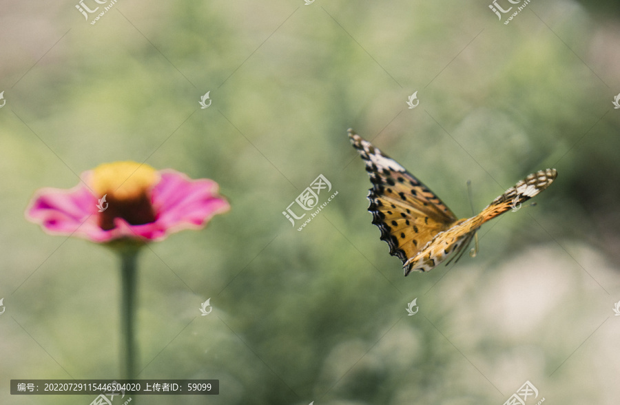 蝴蝶与花