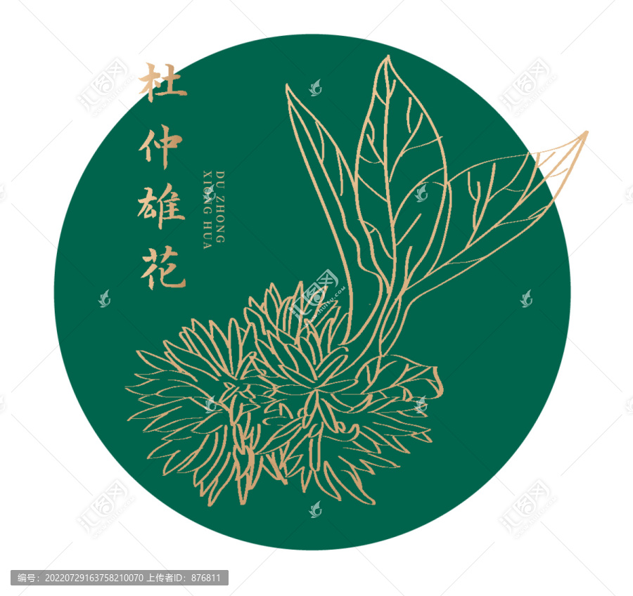 杜仲雄花線稿素描