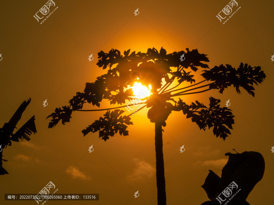 木瓜树太阳逆光