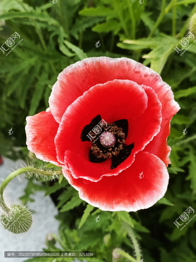 渐变红色虞美人黑色花芯蕊微距