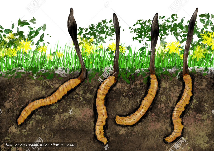 手绘野生冬虫夏草夏草冬虫草