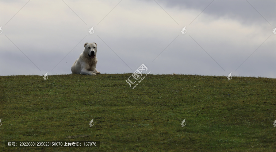 牧羊犬