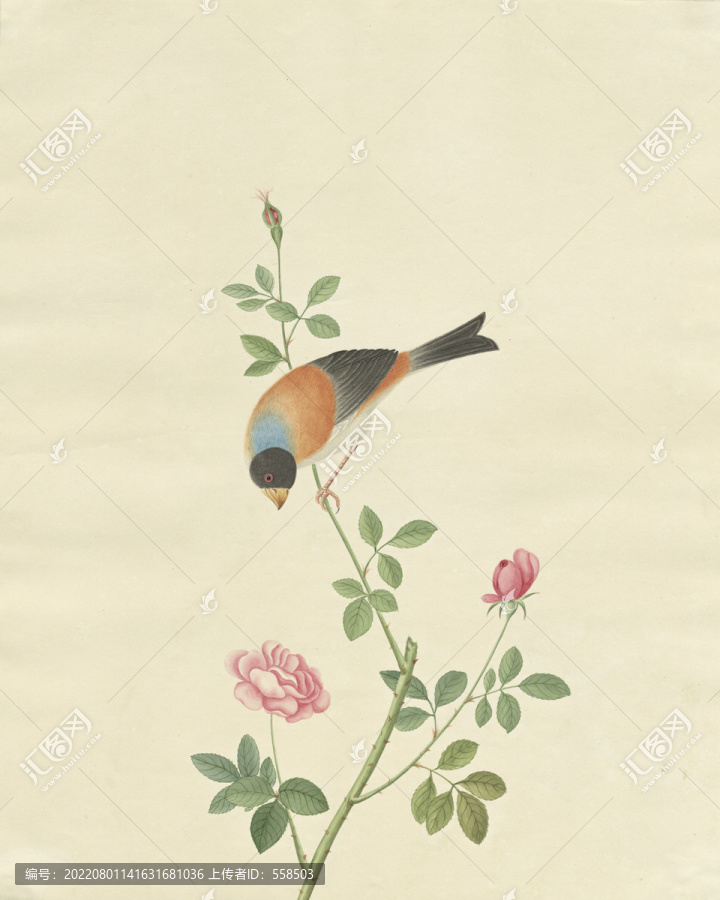 飛鳥水彩花鳥國畫裝飾畫