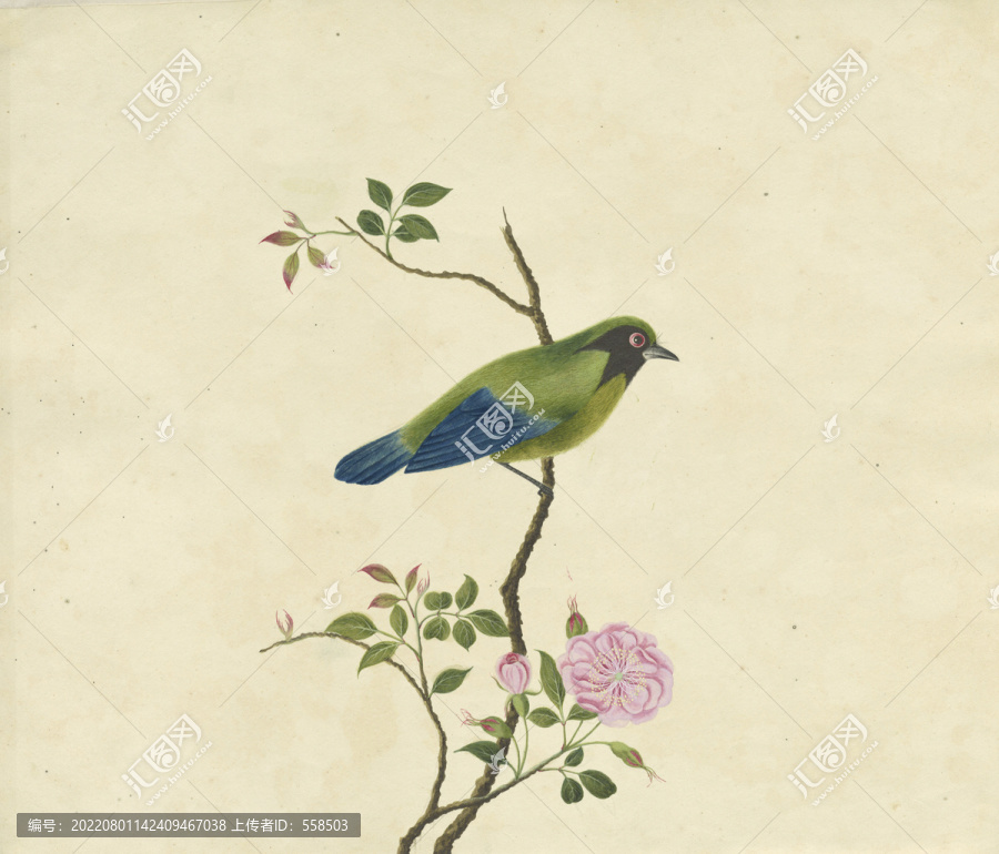 綠鶯水彩花鳥國畫裝飾畫