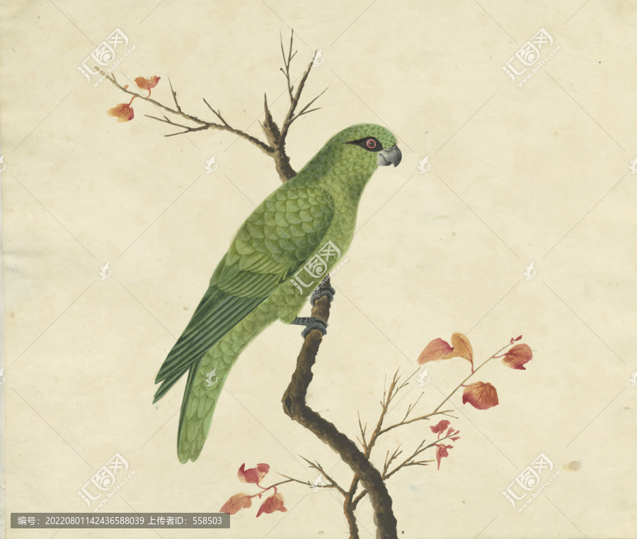 绿鹦鹉水彩花鸟国画装饰画