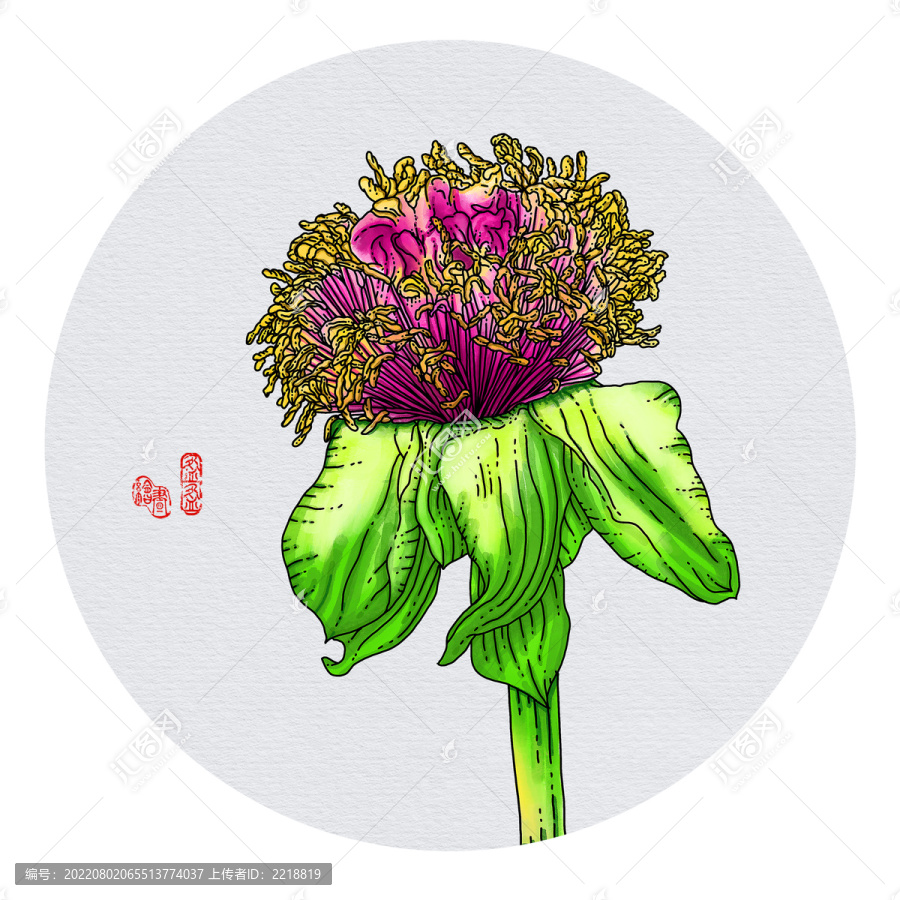 牡丹花手繪